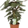Gebedsplant (Ctenanthe Setosa 'Compactstar') D 17 H 50 Cm 2 Gebedsplant (Ctenanthe Setosa 'Compactstar') D 17 H 50 Cm -Tuinplanten Winkel 8717263765349 1