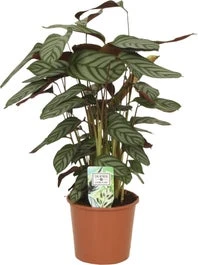 Gebedsplant (Ctenanthe Setosa 'Compactstar') D 17 H 50 Cm 3 Gebedsplant (Ctenanthe Setosa 'Compactstar') D 17 H 50 Cm