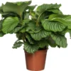 Calathea (Calathea Orbifolia) D 24 H 80 Cm -Tuinplanten Winkel 8717263765424