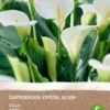 Intratuin Calla Knol (Zantedeschia 'Black Forrest') 2 Stuks -Tuinplanten Winkel 8717263786870 0 1