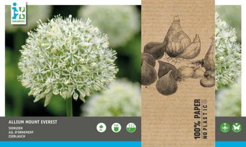 Intratuin Bloembollen Sierui (Allium 'Mount Everest') 3 Stuks -Tuinplanten Winkel 8717263786979 2