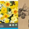 Intratuin Bloembollen Grootkronige Narcis (Narcissus) Geel, Wit 20 Stuks -Tuinplanten Winkel 8717263787044