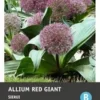 Intratuin Bloembollen Sierui (Allium 'Red Giant') 6 Stuks -Tuinplanten Winkel 8717263787242