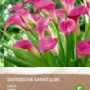 Intratuin Biologische Aronskelk Knol (Calla 'Garnet Glow') 2 Intratuin Biologische Aronskelk Knol (Calla 'Garnet Glow') -Tuinplanten Winkel 8717263787679 0