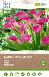 Intratuin Biologische Aronskelk Knol (Calla 'Garnet Glow')