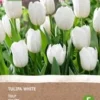 Intratuin Biologische Bloembollen Tulp (Tulipa) Wit 6 Stuks 2 Intratuin Biologische Bloembollen Tulp (Tulipa) Wit 6 Stuks -Tuinplanten Winkel 8717263787983