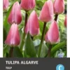 Intratuin Bloembollen Tulp (Tulipa 'Algarve') 10 Stuks -Tuinplanten Winkel 8717263788065