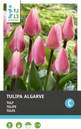 Intratuin Bloembollen Tulp (Tulipa 'Algarve') 10 Stuks 3 Intratuin Bloembollen Tulp (Tulipa 'Algarve') 10 Stuks