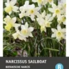 Intratuin Bloembollen Narcis (Narcissus 'Sailboat') 10 Stuks 1 Intratuin Bloembollen Narcis (Narcissus 'Sailboat') 10 Stuks -Tuinplanten Winkel 8717263788096