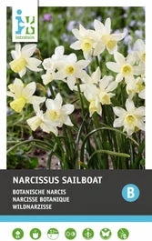 Intratuin Bloembollen Narcis (Narcissus 'Sailboat') 10 Stuks