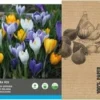 Intratuin Bloembollen Grootbloemige Krokus (Crocus) Gemengd 30 Stuks 2 Intratuin Bloembollen Grootbloemige Krokus (Crocus) Gemengd 30 Stuks -Tuinplanten Winkel 8717263788102