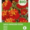 Intratuin Biologische Dahlia Knol (Dahlia 'Impression Festivo') -Tuinplanten Winkel 8717263788218