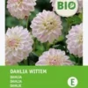 Intratuin Biologische Dahlia Knol (Dahlia 'Wittem') -Tuinplanten Winkel 8717263788225