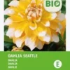 Intratuin Biologische Dahlia Knol (Dahlia 'Seattle') 2 Intratuin Biologische Dahlia Knol (Dahlia 'Seattle') -Tuinplanten Winkel 8717263788249