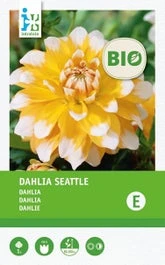 Intratuin Biologische Dahlia Knol (Dahlia 'Seattle')