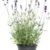 Biologische Lavendel (Lavandula X Intermedia 'Vera') D 13 H 20 Cm