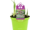 Kievitsbloem (Frittelaria Meleagris) D 12 H 12 Cm -Tuinplanten Winkel 8718215965053