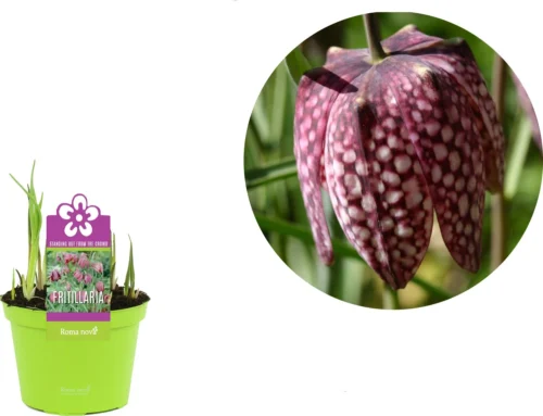 Kievitsbloem (Frittelaria Meleagris) D 12 H 12 Cm -Tuinplanten Winkel 8718215965053 2