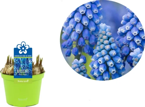 Blauw Druifje (Muscari 'Blue Magic') D 12 H 12 Cm 5 Blauw Druifje (Muscari 'Blue Magic') D 12 H 12 Cm -Tuinplanten Winkel 8718215965282 2