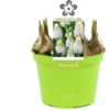 Blauw Druifje (Muscari 'White Magic') D 12 H 12 Cm -Tuinplanten Winkel 8718215965299