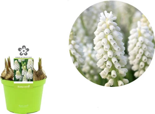 Blauw Druifje (Muscari 'White Magic') D 12 H 12 Cm 5 Blauw Druifje (Muscari 'White Magic') D 12 H 12 Cm -Tuinplanten Winkel 8718215965299 2