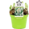Narcis (Narcissus 'Bridal Crown') D 12 H 14 Cm 2 Narcis (Narcissus 'Bridal Crown') D 12 H 14 Cm -Tuinplanten Winkel 8718215965312