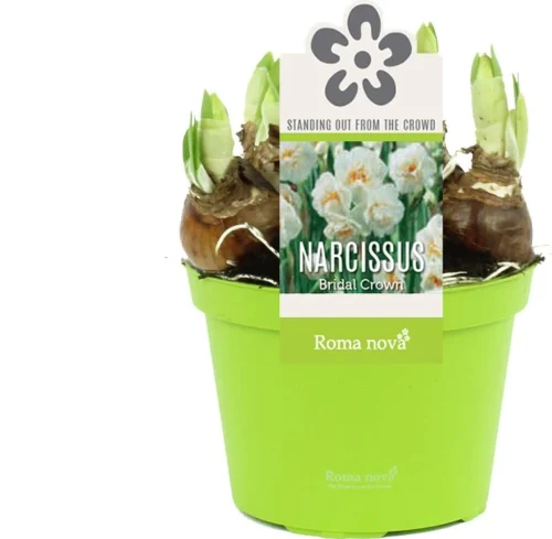 Narcis (Narcissus 'Bridal Crown') D 12 H 14 Cm