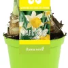 Narcis (Narcissus 'Topolino') D 12 H 12 Cm -Tuinplanten Winkel 8718215965329