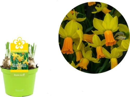 Narcis (Narcissus 'Jetfire') D 12 H 14 Cm 5 Narcis (Narcissus 'Jetfire') D 12 H 14 Cm -Tuinplanten Winkel 8718215965343 2