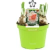 Narcis (Narcissus 'My Story') D 12 H 14 Cm