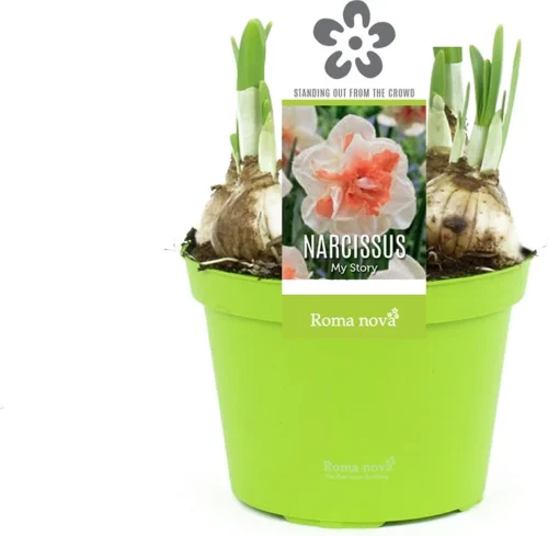 Narcis (Narcissus 'My Story') D 12 H 14 Cm