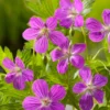 Ooievaarsbek (Geranium Palustis) D 9 H 20 Cm -Tuinplanten Winkel 8718226850287