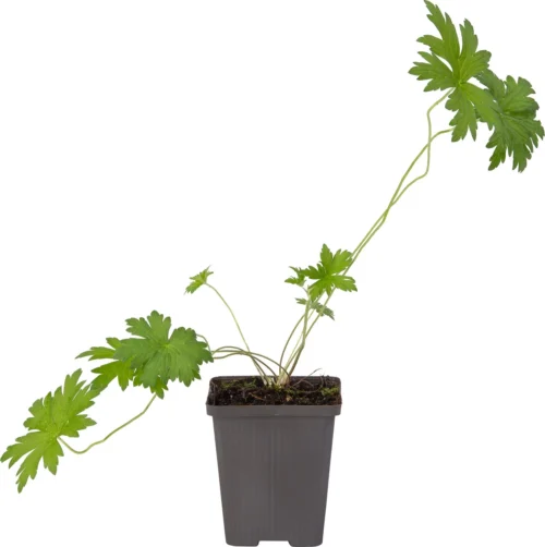 Ooievaarsbek (Geranium Palustis) D 9 H 20 Cm 6 Ooievaarsbek (Geranium Palustis) D 9 H 20 Cm -Tuinplanten Winkel 8718226850287 1 1