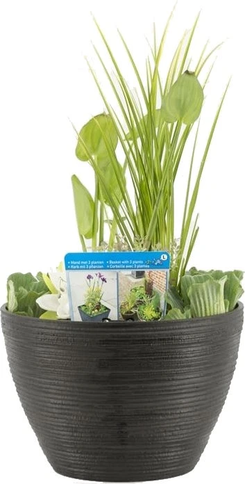 Terrasvijver Met Waterplanten Antraciet D 40 H 35 Cm 3 Terrasvijver Met Waterplanten Antraciet D 40 H 35 Cm
