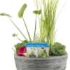 Terrasvijver Met Waterplanten Grijs D 40 H 35 Cm -Tuinplanten Winkel 8718226851789