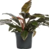 Philodendron (Philodendron 'Imperial Red') D 34 H 90 Cm 2 Philodendron (Philodendron 'Imperial Red') D 34 H 90 Cm -Tuinplanten Winkel 8718233154101 1