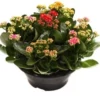 Kalanchoë (Kalanchoë 'Special Tricolore') D 23 H 27,5 Cm -Tuinplanten Winkel 8718819840091