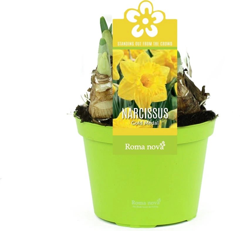 Narcis (Narcissus 'Gold Medal') D 12 H 14 Cm 3 Narcis (Narcissus 'Gold Medal') D 12 H 14 Cm