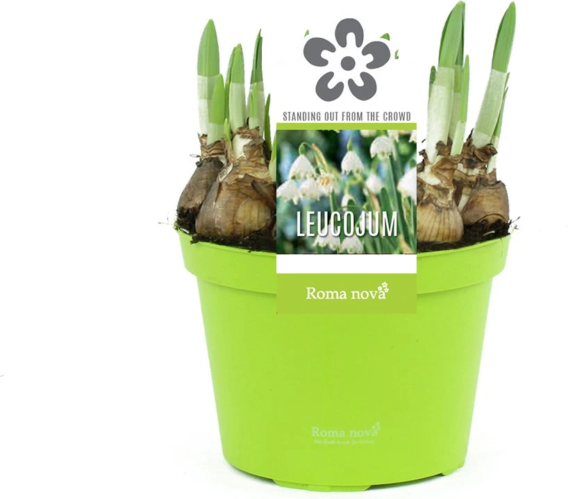 Lenteklokje (Leucojum) D 12 H 14 Cm 3 Lenteklokje (Leucojum) D 12 H 14 Cm