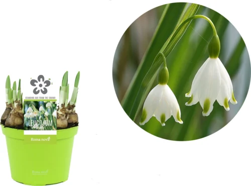 Lenteklokje (Leucojum) D 12 H 14 Cm 5 Lenteklokje (Leucojum) D 12 H 14 Cm -Tuinplanten Winkel 8718924505359 2