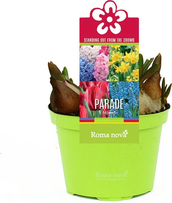 Bollen Mix (Parade Gemengd) D 12 H 12 Cm 3 Bollen Mix (Parade Gemengd) D 12 H 12 Cm