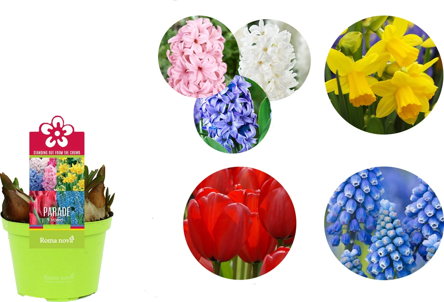 Bollen Mix (Parade Gemengd) D 12 H 12 Cm 4 Bollen Mix (Parade Gemengd) D 12 H 12 Cm - Afbeelding 2