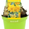 Narcis (Narcissus 'Tete Boucle') D 12 H 12 Cm -Tuinplanten Winkel 8718924506448