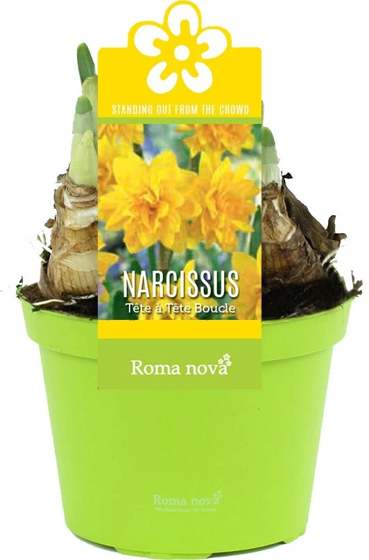 Narcis (Narcissus 'Tete Boucle') D 12 H 12 Cm 3 Narcis (Narcissus 'Tete Boucle') D 12 H 12 Cm