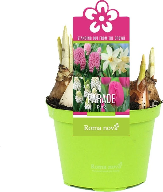 Bollen Mix (Parade Roze) D 12 H 12 Cm 3 Bollen Mix (Parade Roze) D 12 H 12 Cm