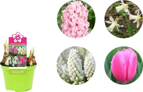 Bollen Mix (Parade Roze) D 12 H 12 Cm 5 Bollen Mix (Parade Roze) D 12 H 12 Cm -Tuinplanten Winkel 8718924506554 2