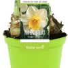 Narcis (Narcissus 'Sugar Dipped') D 12 H 12 Cm 1 Narcis (Narcissus 'Sugar Dipped') D 12 H 12 Cm -Tuinplanten Winkel 8718924506561
