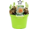 Narcis (Narcissus 'Golden Pearl') D 12 H 14 Cm -Tuinplanten Winkel 8718924506585