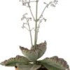 Kalanchoë (Kalanchoë Humilis) D 12 H 30 Cm -Tuinplanten Winkel 8719033823402