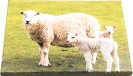 Farmwood Animals Tuinschilderij Schapen Multi 40 X 0,5 X 30 Cm 3 Farmwood Animals Tuinschilderij Schapen Multi 40 X 0,5 X 30 Cm